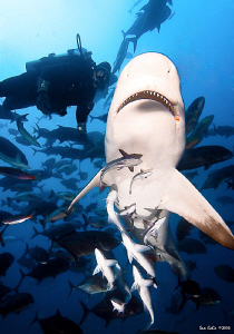 Brandon Paige from Aquatrek Fiji extreme shark diving, sw... by Sam Cahir 